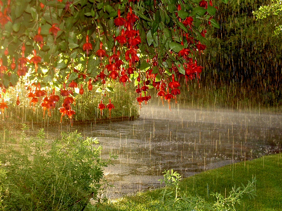 pix_rain_flowers